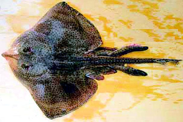 Raja brachyura_001.jpg